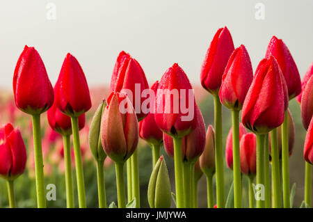 Fila di tulipani rossi con steli verdi su una mattinata nebbiosa Foto Stock