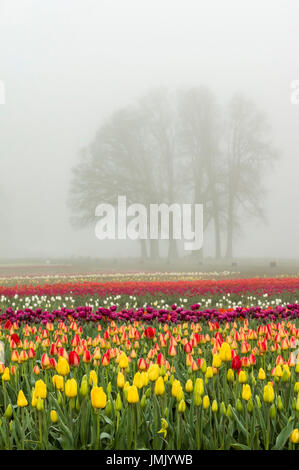 Fioritura di campi di tulipani con albero in una mattinata nebbiosa Foto Stock