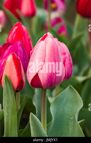 Rosa in fiore tulip fiori sulla lampadina farm Foto Stock