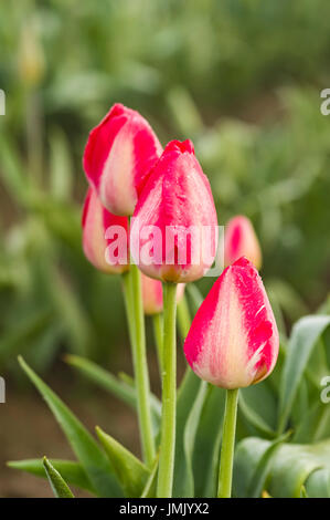 Rosa in fiore tulip fiori sulla lampadina farm Foto Stock