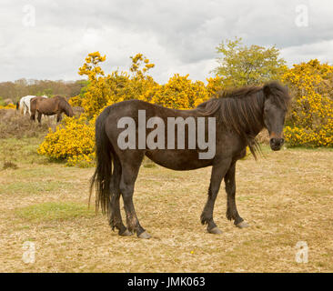 New Forest pony selvatici in contro lo sfondo di fioritura delle ginestre in Inghilterra Foto Stock