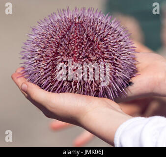 Live viola comune dei ricci di mare, Echinus esculentus, essendo tenuto in mano in Scozia Foto Stock