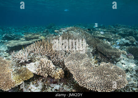 Blocco di corallo con enorme tavola coralli nella res mare vicino a Hurghada. Foto Stock