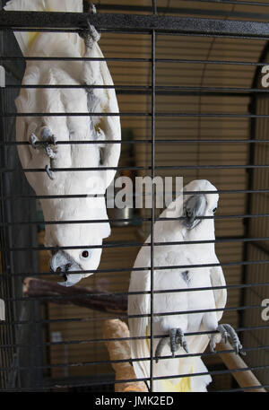 Una coppia di bianco cacatua, Cacatua alba, affiancati, uno a testa in giù in una gabbia grande Foto Stock