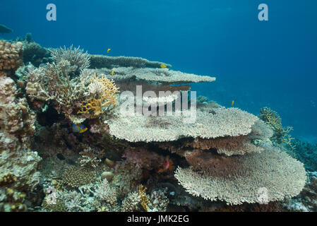 Blocco di corallo con enorme tavola coralli nella res mare vicino a Hurghada. Foto Stock