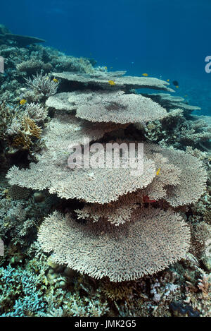 Blocco di corallo con enorme tavola coralli nella res mare vicino a Hurghada. Foto Stock