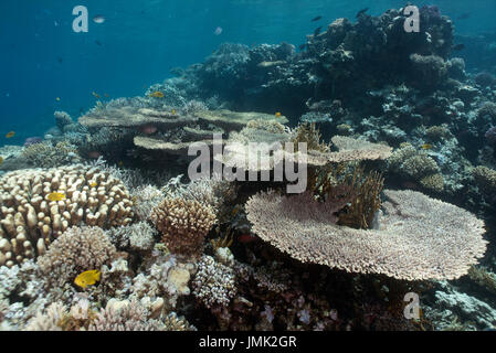 Blocco di corallo con enorme tavola coralli nella res mare vicino a Hurghada. Foto Stock