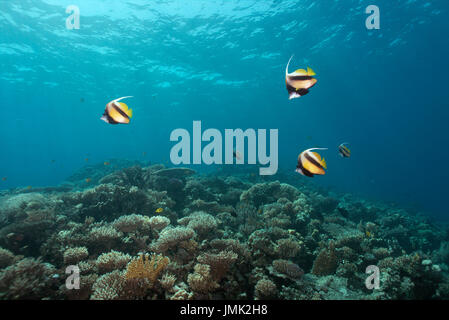 Gruppo di Mare Rosso Bannerfish (Heniochus intermedius) presso una bella sana Coral reef nelle acque cristalline del Mar Rosso vicino a Hurghada, Egitto. Foto Stock