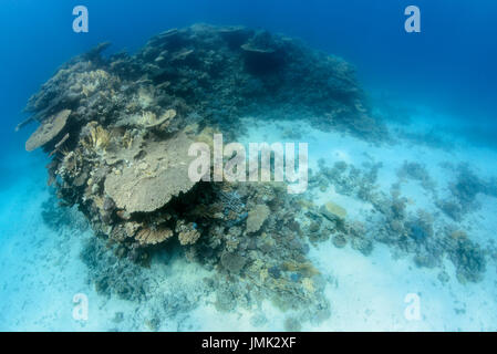 Blocco di corallo con enorme tavola coralli nella res mare vicino a Hurghada. Foto Stock