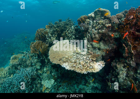 Le bellissime Red Sea Coral reef. L'immagine mostra la tabella corallo che serve come una piastra di cena per un polipo. Gli avanzi dell'animale il pranzo sono visti su di esso. Foto Stock