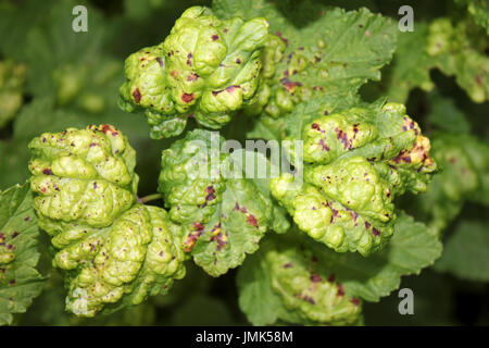 Foglia di ribes nero danni causati dai ribes afide del blister Cryptomyzus ribis Foto Stock