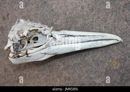 Northern Gannet Morus bassanus cranio Foto Stock