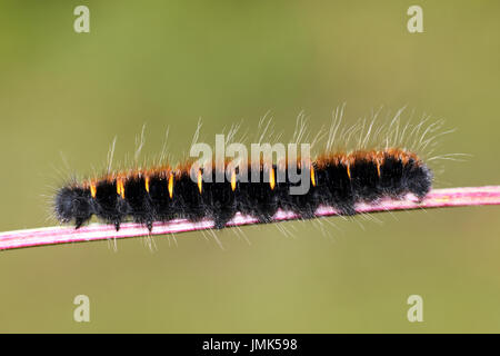 Early instar falena Fox Macrothylacia rubi caterpillar Foto Stock