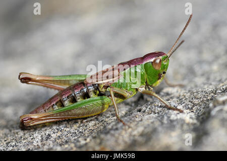 Prato Grasshopper Chorthippus parallelus - femmina colorazione rosa Foto Stock