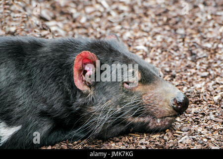 Dormire diavolo della Tasmania (Sarcophilus harrisii), il più grande carnivoro marsupiale nativo di Australia, vicino mostrando grandi baffi Foto Stock