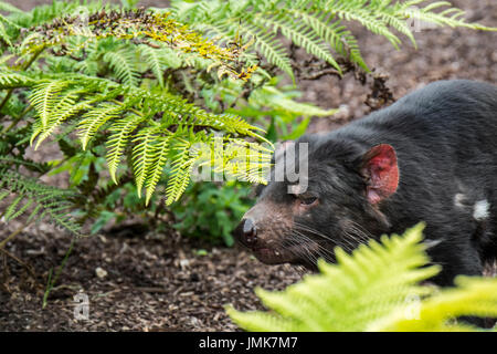 Diavolo della Tasmania (Sarcophilus harrisii), il più grande carnivoro marsupiale nativo per l'Australia Foto Stock