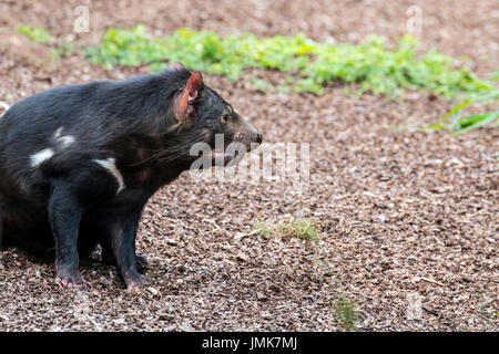 Diavolo della Tasmania (Sarcophilus harrisii), il più grande carnivoro marsupiale nativo per l'Australia Foto Stock