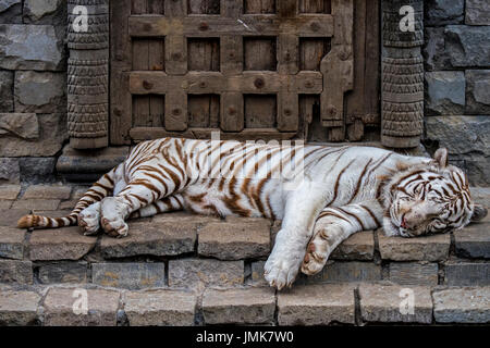 La tigre bianca / imbianchiti tiger (Panthera tigris) variante di pigmentazione della tigre del Bengala, nativo di India Foto Stock