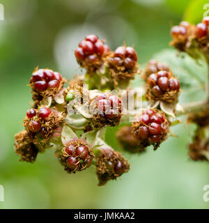 Acerbi more, Rubus fruticosus, crescente selvatici in un bosco inglese in estate, Hampshire, Inghilterra, Regno Unito Foto Stock