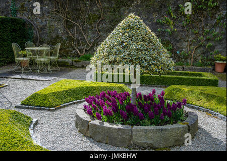 Il garden cottage con standard di Ilex aquifolium 'Silver Queen' e agganciata siepe di buxus sempervirens. Plas Cadnant giardino, Anglesey, Galles del Nord Foto Stock