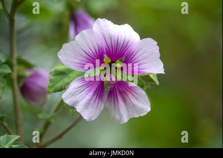 Cornus kousa var. chinensis Foto Stock