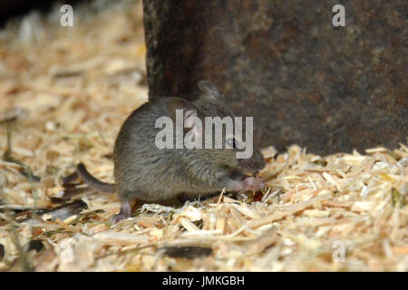 Casa Mouse (Mus musculus) - seduta e mangiare o a rosicchiare un seme Foto Stock
