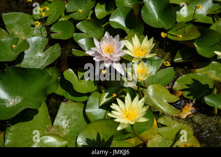 Weisse Seerose, Nymphaea alba Foto Stock