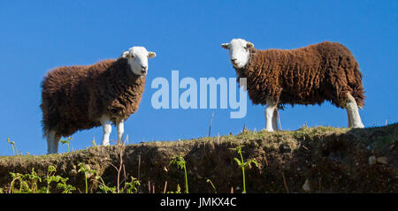 Vista panoramica di due marrone e bianco Herdwick pecore contro il cielo blu nel Lake District, Inghilterra Foto Stock