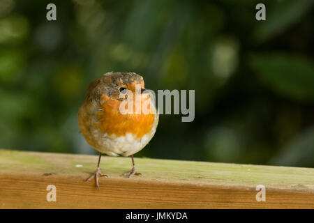 Robin europeo sulla recinzione guardando alla sua sinistra Foto Stock