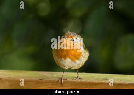 Robin europea sul recinto con le dita sopra il bordo. Foto Stock