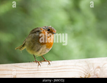 Robin europeo sulla recinzione, testa inclinata su un lato Foto Stock