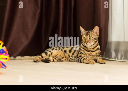 Gatto bengala all'età di 5 mesi giace sul piano di appoggio dopo la riproduzione Foto Stock