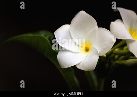 Plumeria è un genere di piante in fiore nella famiglia dogbane, Apocynaceae. Nome comune Frangipani. Foto Stock