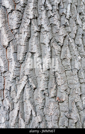 Corteccia di cerro, Quercus cerris Foto Stock