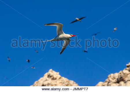 Rosso-fatturati Tropic Bird, Phaethon aethereus, in volo a San Pedro Martir isola. Foto Stock