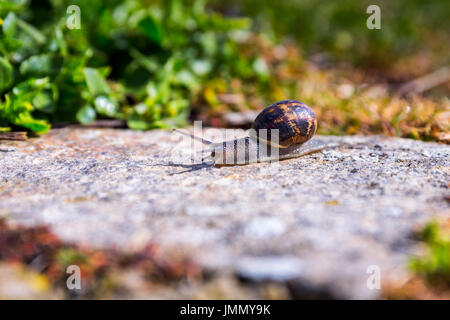 Snail strisciando su un hard rock texture in natura; marrone striato lumaca camminando sulle rocce in giornata piovosa, Brittany (Bretagne), Francia Foto Stock