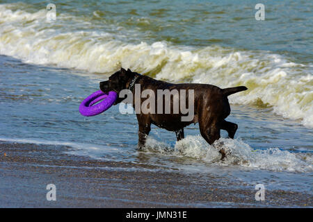 Rottweiler cane in acqua sulla spiaggia a giocare con un giocattolo a forma di anello Foto Stock