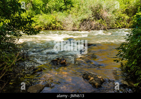 Poco pioppi neri americani Creek fiume in Utah's Wasatch Range Foto Stock