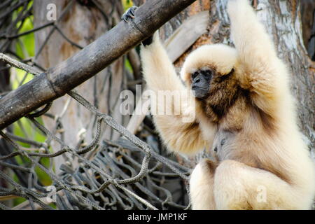 Il lar gibbone (Hylobates lar), noto anche come il bianco-consegnato gibbone, è un primate minacciate nella famiglia di gibbone Foto Stock