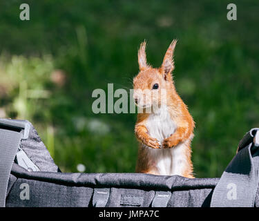 Funny scoiattolo rosso si siede su nero borsa per macchina fotografica e si guarda intorno Foto Stock