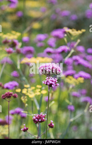 Verbena bonariensis e Foeniculum vulgare in un confine erbacee. Foto Stock