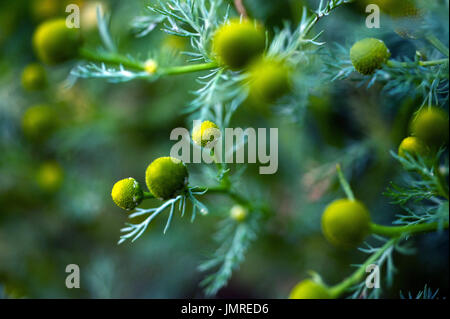 Le piante del Tyne Valley - Ananas / erbaccia Matricaria discoidea Foto Stock