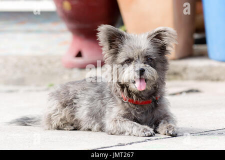 Ritratto di un simpatico cane seduto sul pavimento Foto Stock