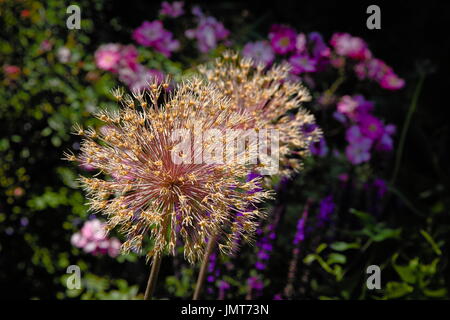 Alium seme head Foto Stock