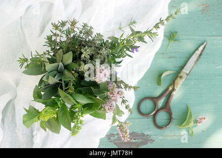 Culinarie diverse erbe fresche su sfondo di legno Foto Stock