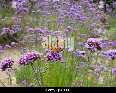 Farfalla pavone Inachis io su giardino verbena bonariensis Foto Stock