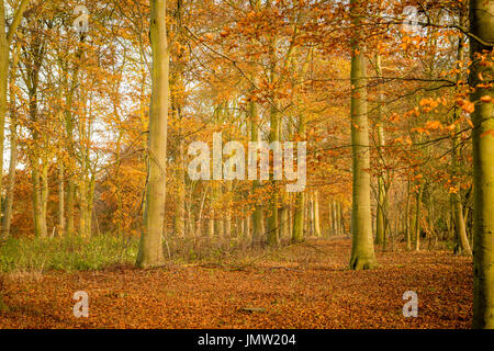 Glorioso Autunno colori brilla luminosa in un pezzo di british bosco in prossimità di swinstead nel sud della contea del Lincolnshire. Foto Stock