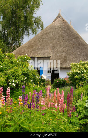 Con il tetto di paglia, Reed con tetto di casa, Pfarrwitwenhaus, Gross Zicker, Moenchsgut, Ruegen Isola, Meclemburgo - Pomerania Occidentale, Germania, Europa Foto Stock