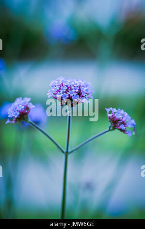 Un primo piano di Verbena bonariensis. Foto Stock