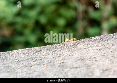 Red Ant è la scalata al concreto contro sfocata sullo sfondo della foresta Foto Stock